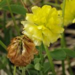 Usos medicinales y culinarios del trebolillo amarillo