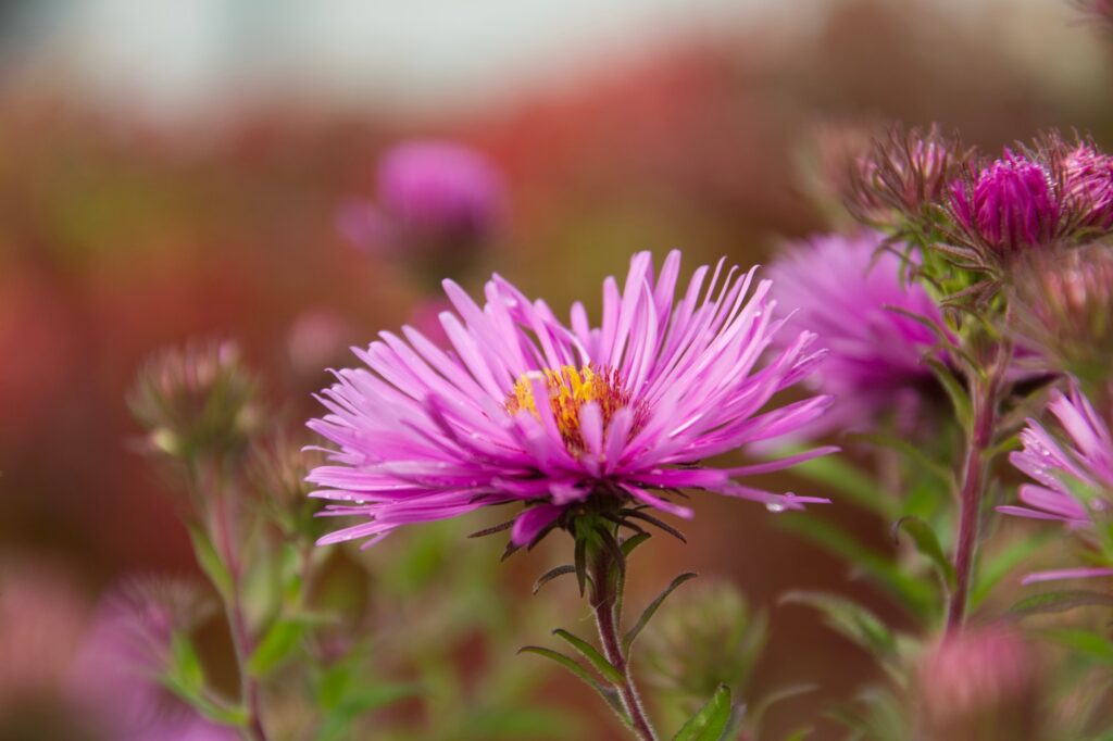 Usos, propiedades y edibilidad de las flores de aster