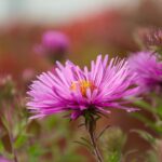 Usos, propiedades y edibilidad de las flores de aster
