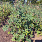Usos y consejos de cultivo de la Chinsaga, los conoces