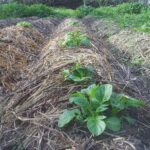 Utilizar pino para acolchado en huertos de vegetales