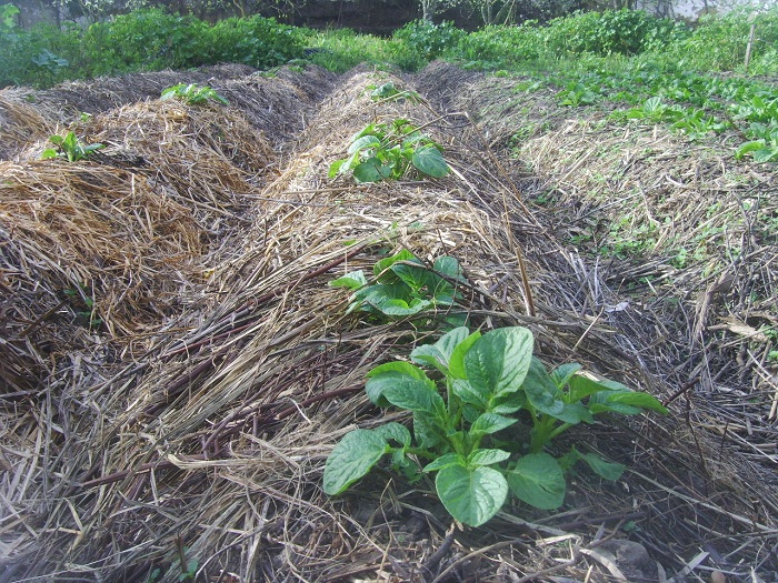Utilizar pino para acolchado en huertos de vegetales