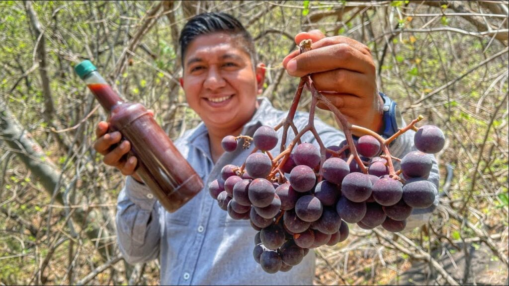 Uvas comestibles Encuentra uvas silvestres e imitaciones