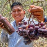 Uvas comestibles Encuentra uvas silvestres e imitaciones