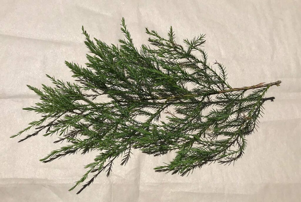 Variedades de árboles de hoja perenne con hojas escamosas