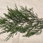 Variedades de árboles de hoja perenne con hojas escamosas