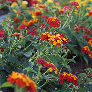 Variedades de arbustos perennes para atraer mariposas