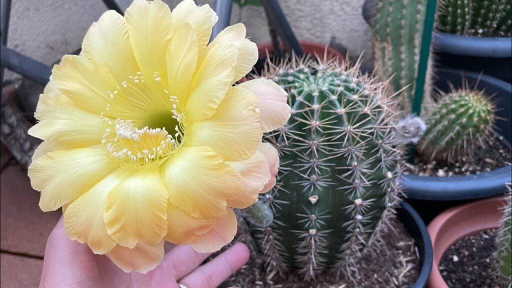 Variedades de cactus amarillos: consejos de cultivo