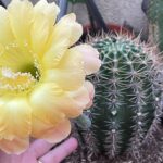 Variedades de cactus amarillos: consejos de cultivo