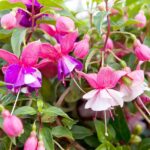 Variedades de fucsias colgantes y verticales