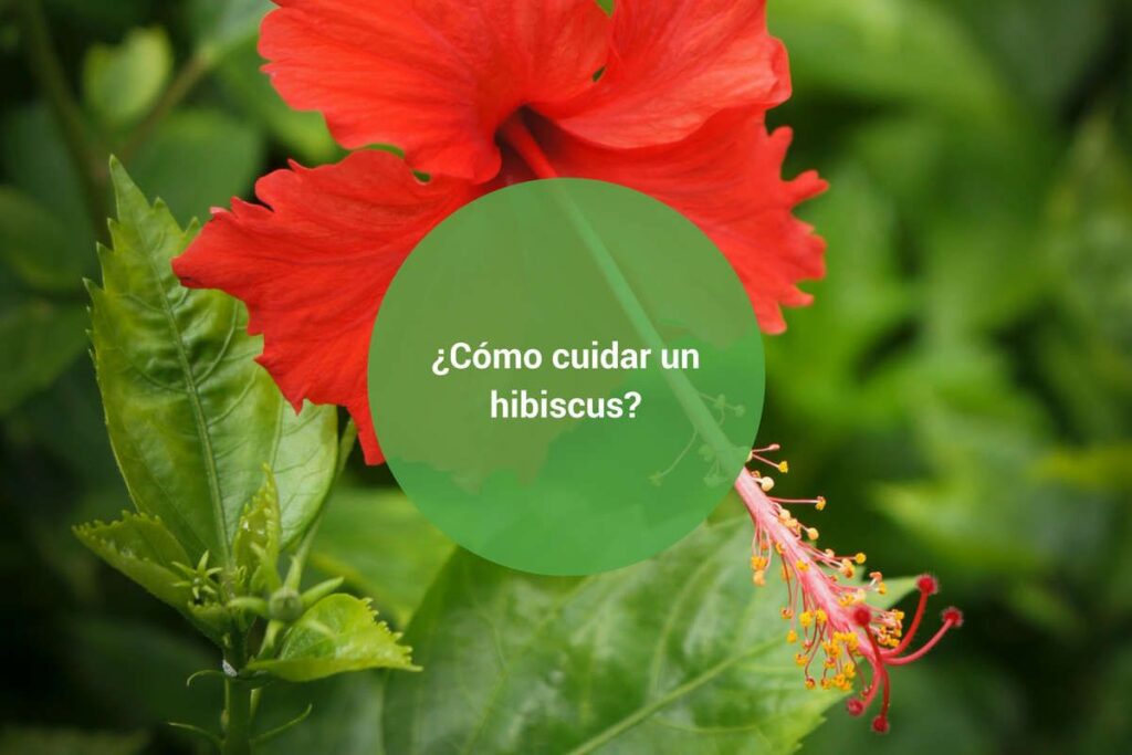Variedades de hibiscos recomendadas para cuidar en la zona 9