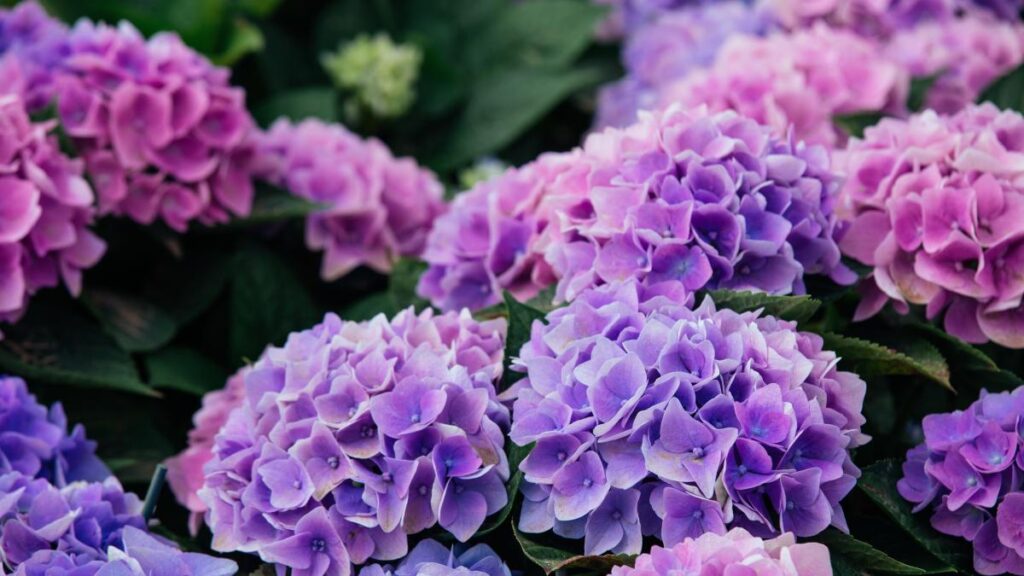 Variedades de hortensias que resisten el sol intenso