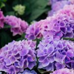 Variedades de hortensias que resisten el sol intenso