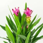 Variedades de jengibre ornamental con hermosas flores