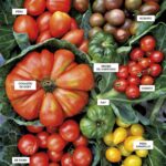 Variedades de tomate con colores de piel diferentes
