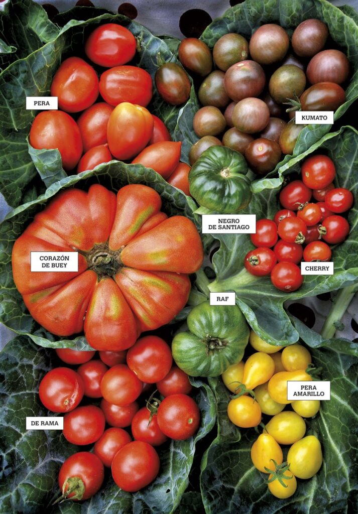 Variedades de tomate con colores de piel diferentes
