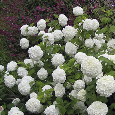 Variedades de viburnos con flores blancas grandes