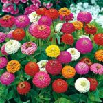 Variedades de zinnias enanas populares para tu jardín