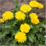 Variedades interesantes de diente de león para cultivar