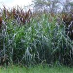 Variedades populares y usos de pastos de fuente