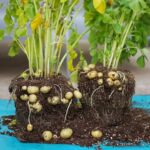 Variedades raras de papas para plantar en tu jardín
