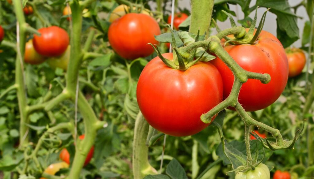 Variedades resistentes de tomates a enfermedades