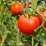 Variedades resistentes de tomates a enfermedades