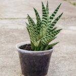 Variegated Tiger Aloe: Cómo cuidar una planta de aloe tigre