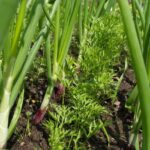 Ventajas de Plantar Zanahorias y Cebollas Juntas
