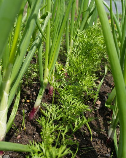 Ventajas de Plantar Zanahorias y Cebollas Juntas