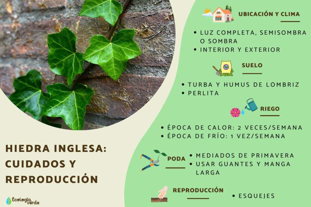 Ventajas y desventajas de usar hiedra inglesa como cobertura