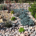Ventajas y desventajas del xeriscaping en jardinería