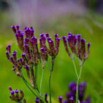Verbena: Planta Perenne o Anual Variedades a Descubrir