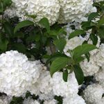 Viburno bola de nieve o hortensia: cuál elegir para tu jardín