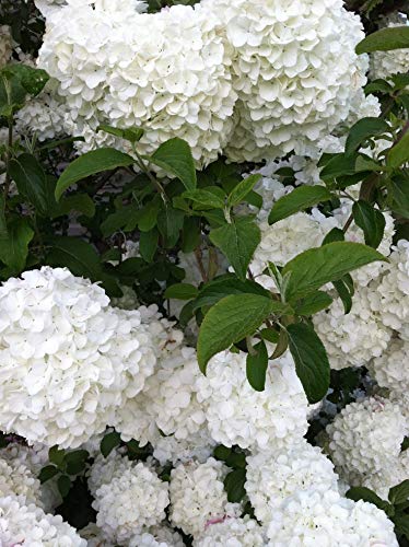 Viburno bola de nieve o hortensia: cuál elegir para tu jardín