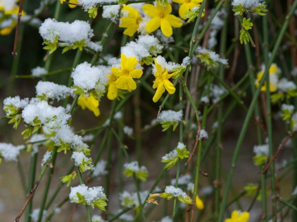Winterizing Jasmine Plants: Caring For Jasmine During Winter