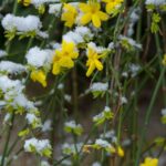 Winterizing Jasmine Plants: Caring For Jasmine During Winter