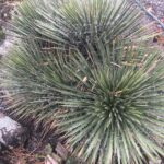 Yucca Nana: Cuidados y características principales