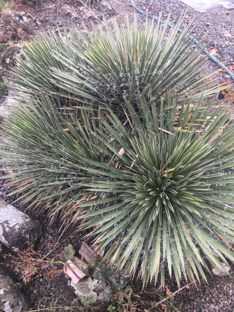 Yucca Nana: Cuidados y características principales