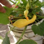 Zucchinis y pepinos pueden cruzarse para formar un híbrido