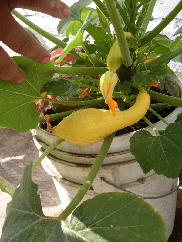 Zucchinis y pepinos pueden cruzarse para formar un híbrido